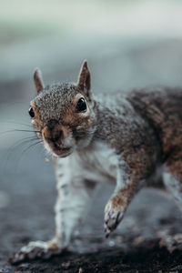 Cat looking away