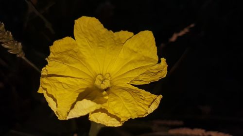 Close-up of yellow flower on field