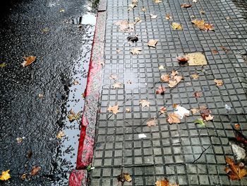 Fallen leaves on footpath