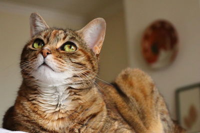 Close-up of cat looking up at home