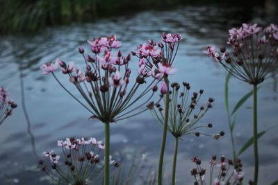 Close-up of pink flowers blooming in lake