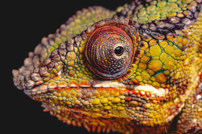 Close-up of chameleon