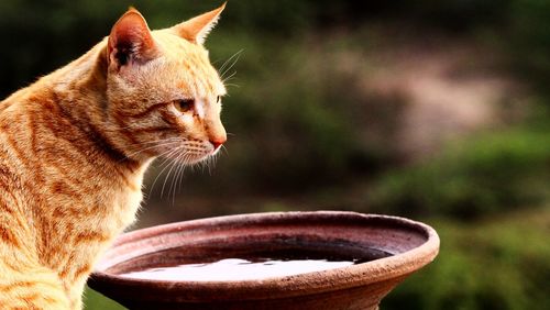 Close-up of a cat