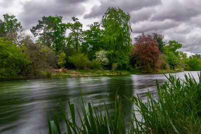 Scenic view of river amidst trees against sky