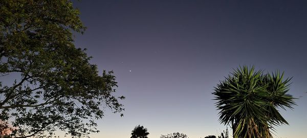 Low angle view of silhouette trees against sky at night