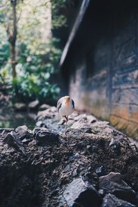 Bird perching on rock