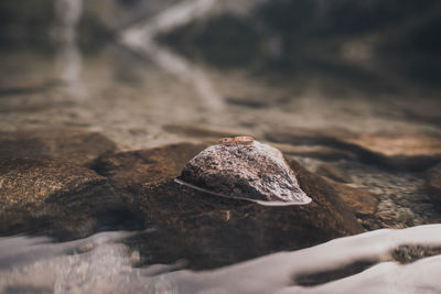 Close-up of snail on rock