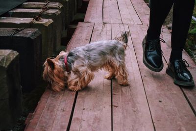 Terrier dog and low section of person wearing shiny black shoes
