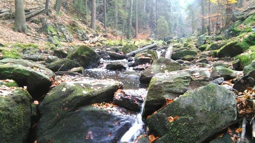 Scenic view of waterfall in forest