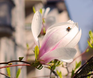 Close-up of insect on flower