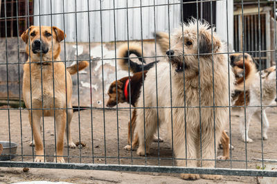 Dog in animal shelter waiting for adoption. dog behind the fences. canine behind bars. 