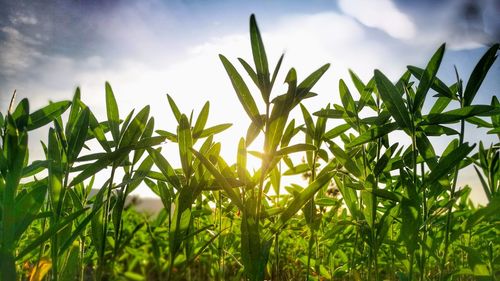 Close-up of fresh corn field against sky