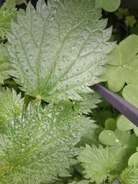 High angle view of fresh green leaf in water