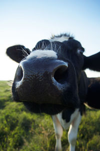 Close-up of cow standing on field against sky