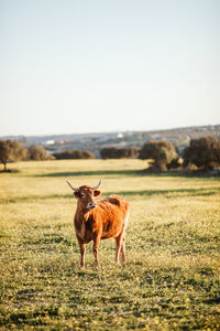 Horse standing on field against clear sky