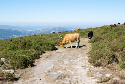 Cows and horses grazing in the mountains of baiona. galicia - spain