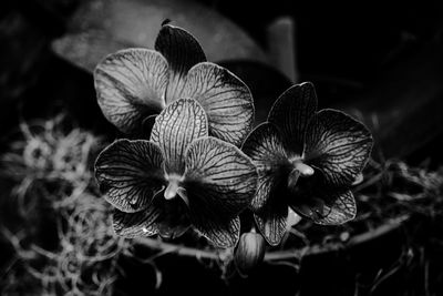 Close-up of flowering plant