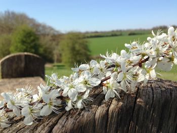 Close-up of white flowers