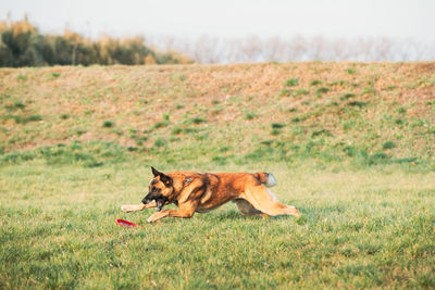 Dog running on field