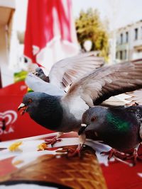 Close-up of pigeon feeding