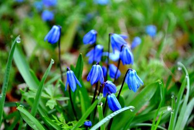 Close-up of purple crocus flowers blooming outdoors