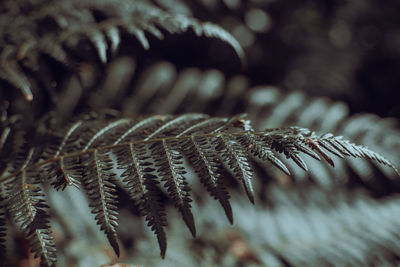 Macro shot of fern