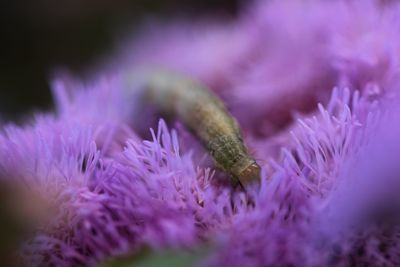 Close-up of purple flower