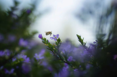 Close-up of purple flowering plant