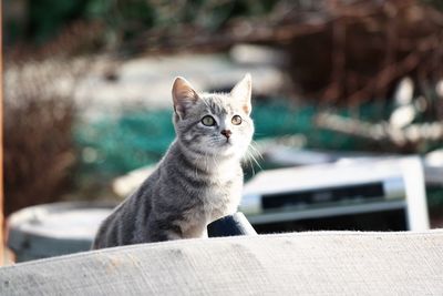 Portrait of a cat