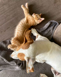 High angle view of dog lying down
