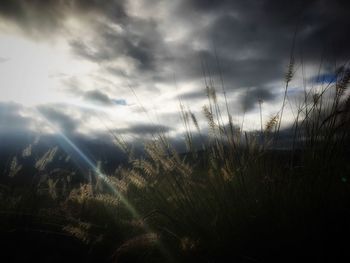 Close-up of wet grass against sky during sunset