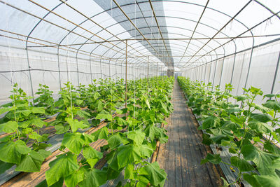 High angle view of plants in greenhouse