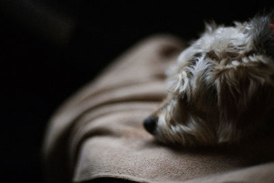 Close-up of dog on blanket in darkroom