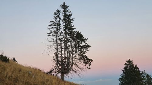 Low angle view of pine tree against sky during sunset