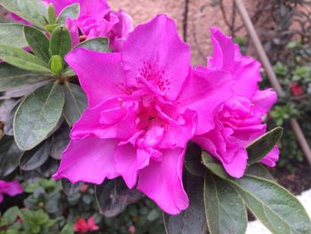Close-up of pink flower blooming outdoors
