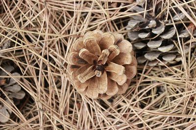 High angle view of dried plant growing on field