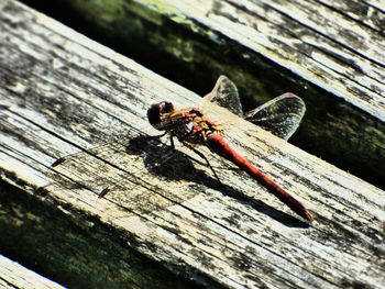 Close-up of dragonfly on wooden plank