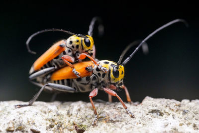 Close-up of insect