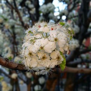 Close-up of white flowers blooming on tree