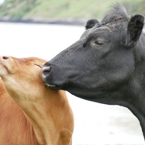 Close-up of cow and calf 