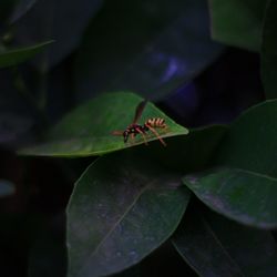 Close-up of insect on leaf