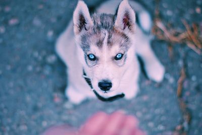 High angle portrait of dog