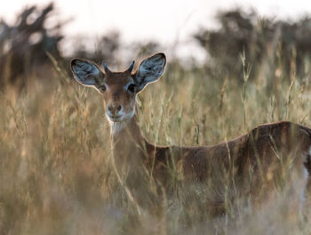 Portrait of deer