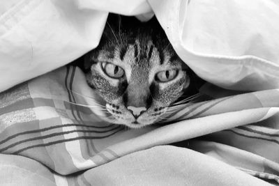 Close-up portrait of cat relaxing