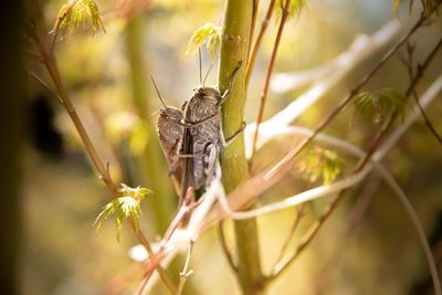 Close-up of butterfly on leaf