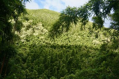 Plants growing on land