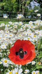 Close-up of honey bee on poppy flowers
