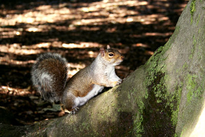 Squirrel on tree trunk