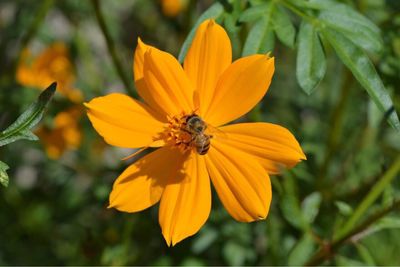 Close-up of bee on yellow flower