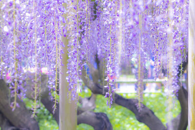 Close-up of purple flowering plants